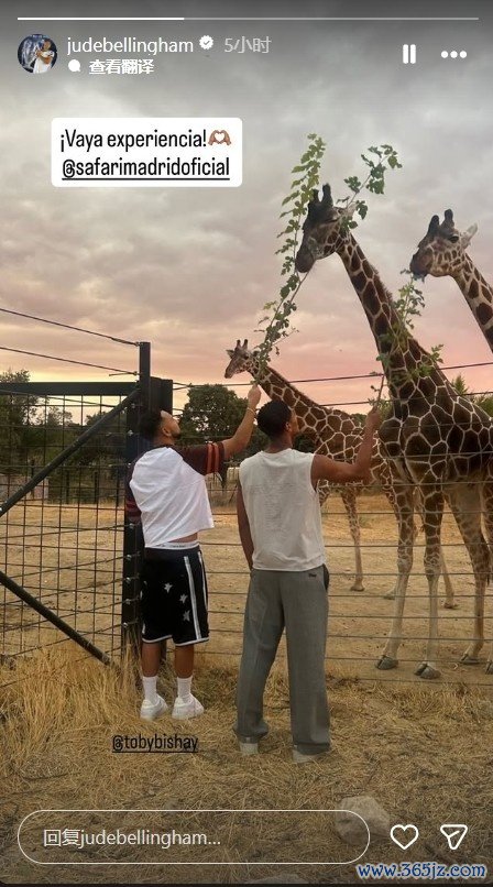 辛苦安静时光，皇马中场贝林厄姆社媒晒和长颈鹿互动照