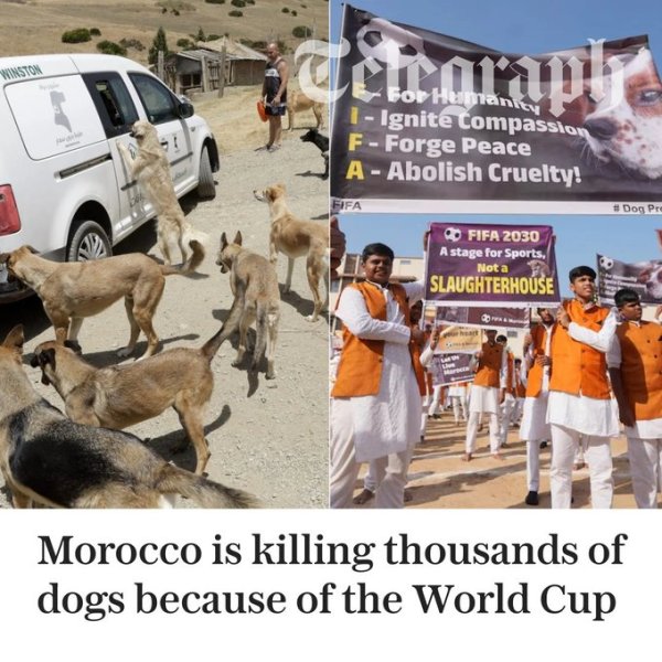 电讯报：为接待2030年天下杯，摩洛哥刚直界限捕杀流浪狗激励动怒